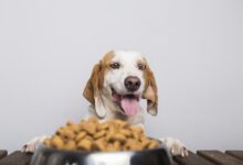 What is the best dog food for small dogs? 5 Best dog food recipe for small dogs!