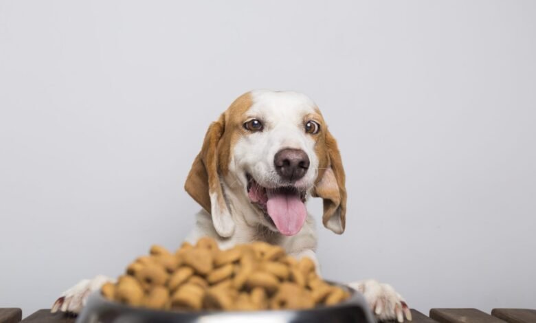 What is the best dog food for small dogs? 5 Best dog food recipe for small dogs!