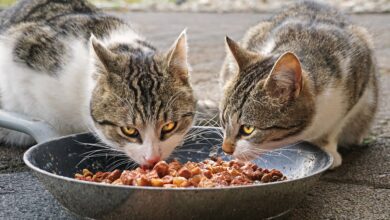 Iams Cat Food Review One of the Most Popular Cat Food Brands, About The Benefits and Risks