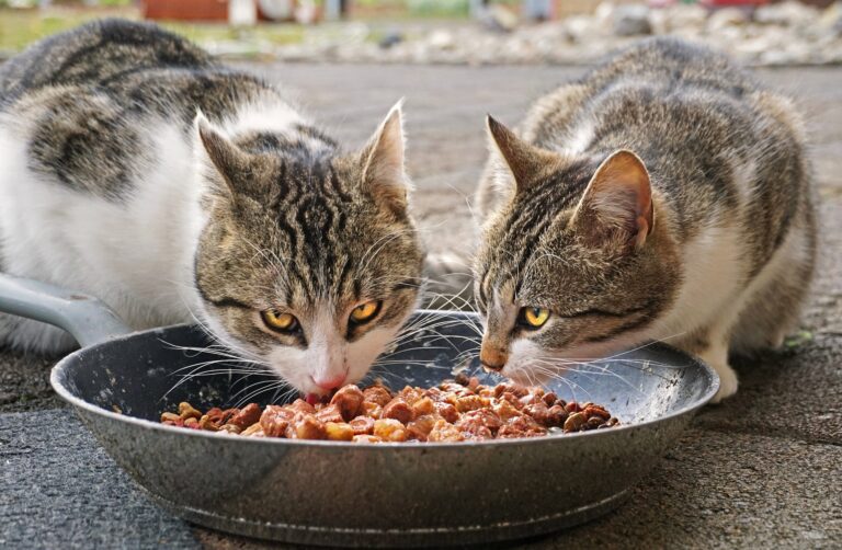 Iams Cat Food Review One of the Most Popular Cat Food Brands, About The Benefits and Risks