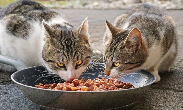 Iams Cat Food Review One of the Most Popular Cat Food Brands, About The Benefits and Risks