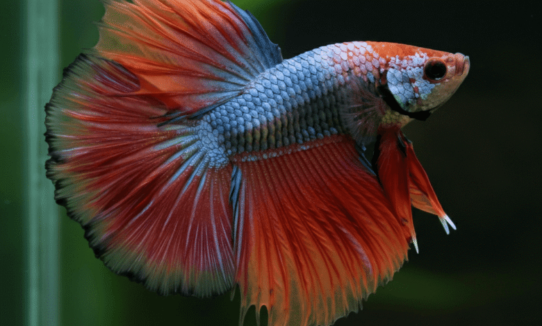 Wondering how long betta fish live? Betta fish typically live very short lifespans. Learn how proper care can help them live up to years more.