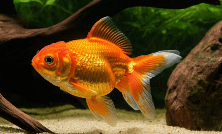Gold Fish Care Guide: Lifespan, Tank Setup & Feeding