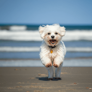 A happy Maltipoo mix running along a sandy beach
