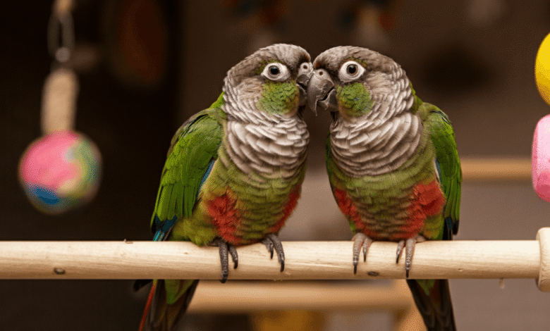Pair of green cheek conures playing