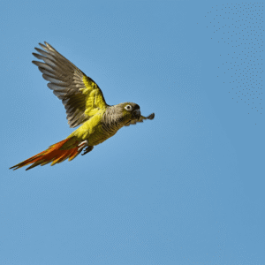 Green cheek conure flying