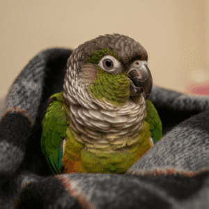 Cheeked conure