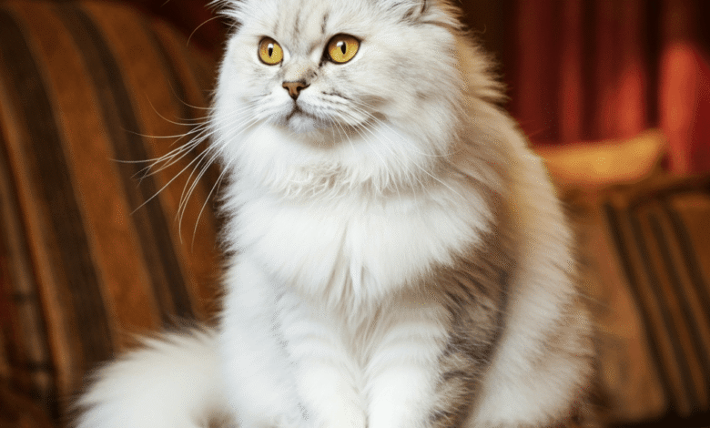 White Persian cat resting