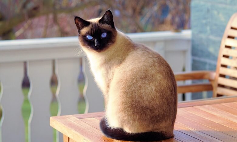 Flame Point Siamese Cats: The Ultimate Guide to Their Unique Beauty and Charming Personalities